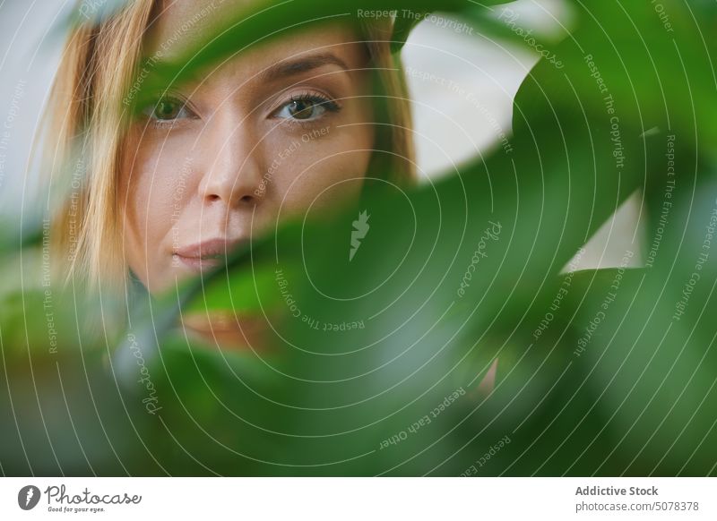 Woman looking at camera through green plant woman portrait brown eyes leaf calm harmony domestic greenery flora female lady young home hazel potted fresh growth