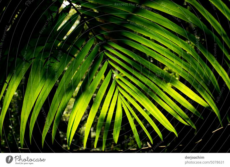 The large green leaves of the fern ,are spoiled by the sun. Farnsheets Plant Nature Fern Environment Colour photo Leaf naturally Foliage plant Detail Green