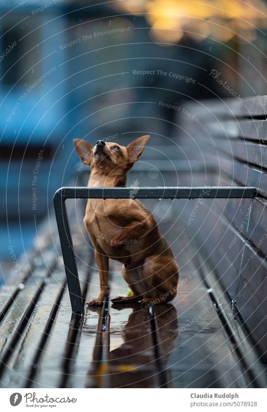 Little dog sits in the rain on a wet bench and looks up in disgust at the falling drops Rain rainy day Rainy weather Dog Dog in the rain Bad weather Wet Weather