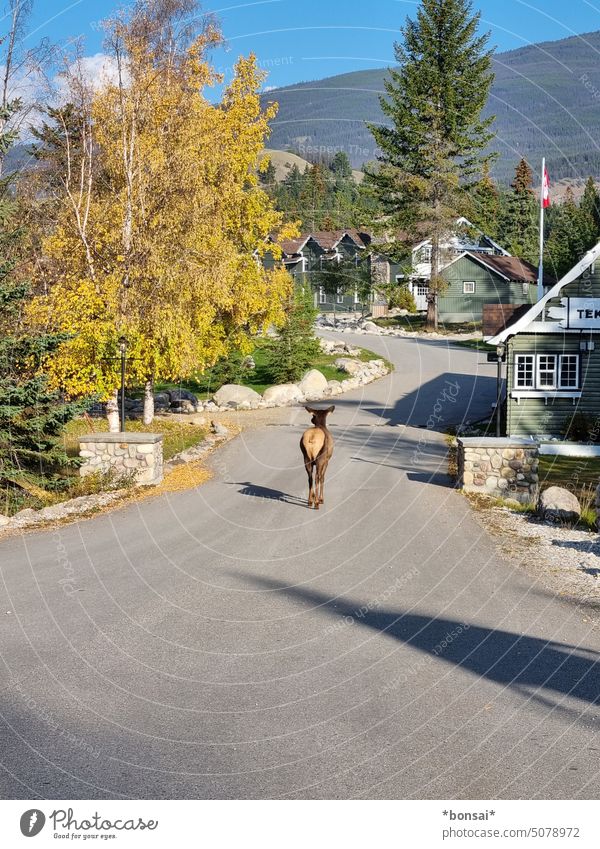 Wapiti walk Elk electrolytic capacitor Elk cow Hind Animal Hind quarters Wild animal stag Street Asphalt Nature Landscape Environment To go for a walk amble