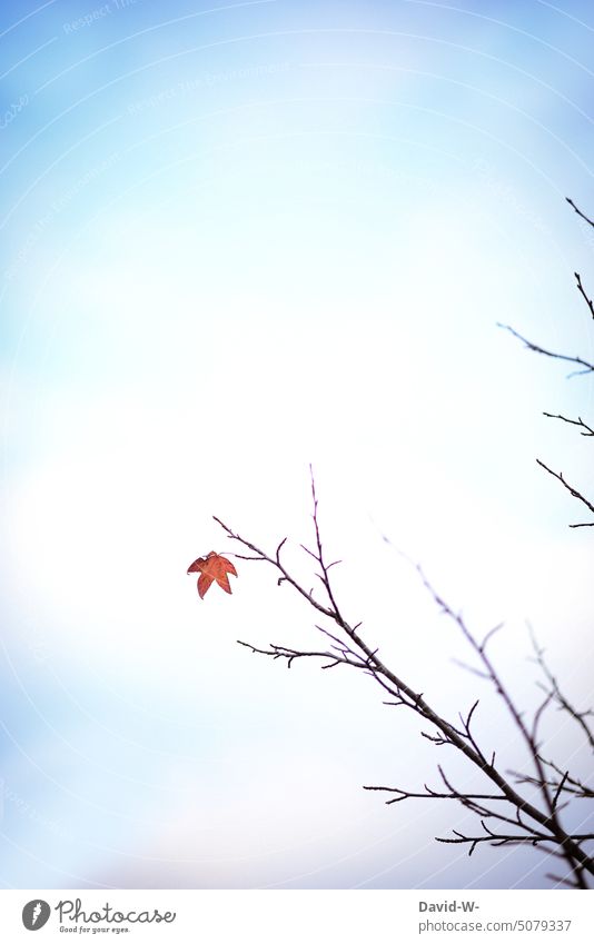 the last leaf on a tree in winter Winter Leaf Tree foliage Seasons Autumnal colours Nature end of the year last sheet