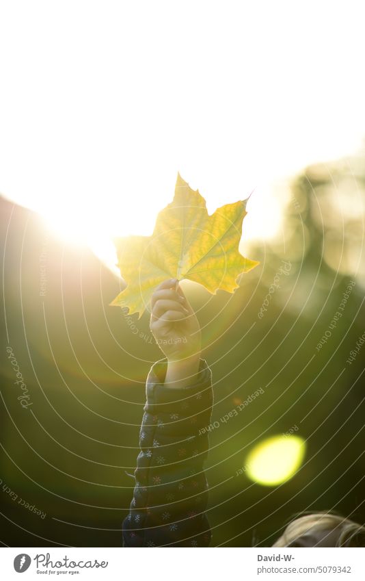 Girl marvels at a large leaf in autumn Autumn Child foliage Leaf Marvel at Sunlight Autumnal Early fall Autumnal colours leaves autumn mood Sunbeam Seasons