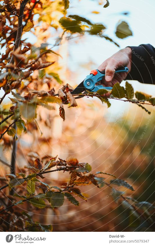 Pruning hedges in autumn with pruning shears Gardening Autumn cut Hedge Plant Hedge shears Gardener Winter Grove birch Hand do gardening Form cut