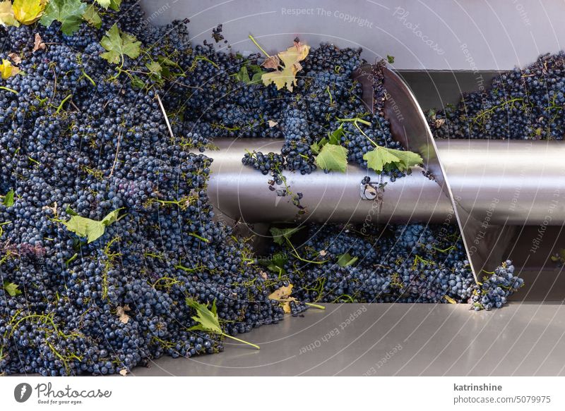 Red grapes are crushing by industrial steel grape crusher machine Metal stalk separator harvest Autumn Italy winemaker factory vineyard agriculture closeup food