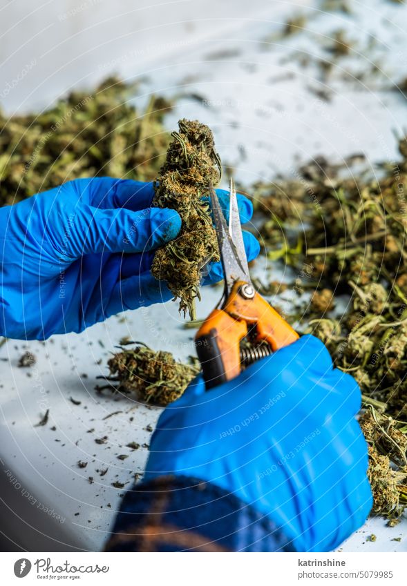 Female’s worker hands in gloves trimming with scissors marijuana leaves from dry buds production medical cannabis CBD inflorescences Legal healthcare medicine
