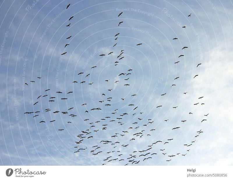 Masses of cranes circle in the sky and gather for the joint onward flight to the south birds Cranes Many Sky Clouds bird migration Migratory bird
