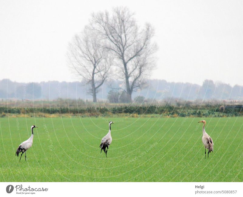 three cranes - a pair and a young bird - are standing on a field in front of trees and bushes in the light morning fog Crane Bird Couple Jiungtier Young bird