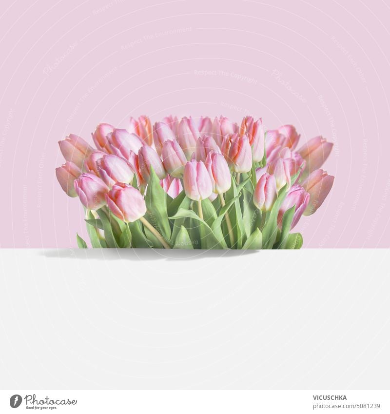 Springtime background with lovely pastel pink tulips bunch greeting nature card modern flowers