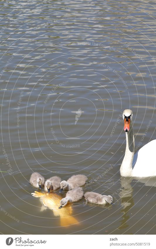 breakfast Swan Swan Cub swan chicks Lake Pond Water Animal Fish Koi Carp Koi carp Chick Family & Relations To feed Father Mother Meal Breakfast Eating