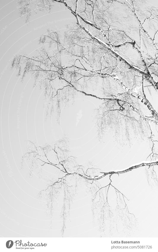 Birch in snow tranquillity silent Seasons Deserted Winter days Winter landscape with trees Black White Christmas & Advent Nature Exterior shot out chill Snow