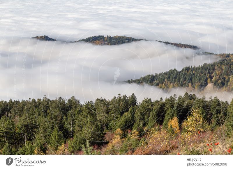 Inversion weather situation in the Black Forest inversion weather inversion weather situation Clouds Cloud cover ridges sea of clouds Cloud field Mountain