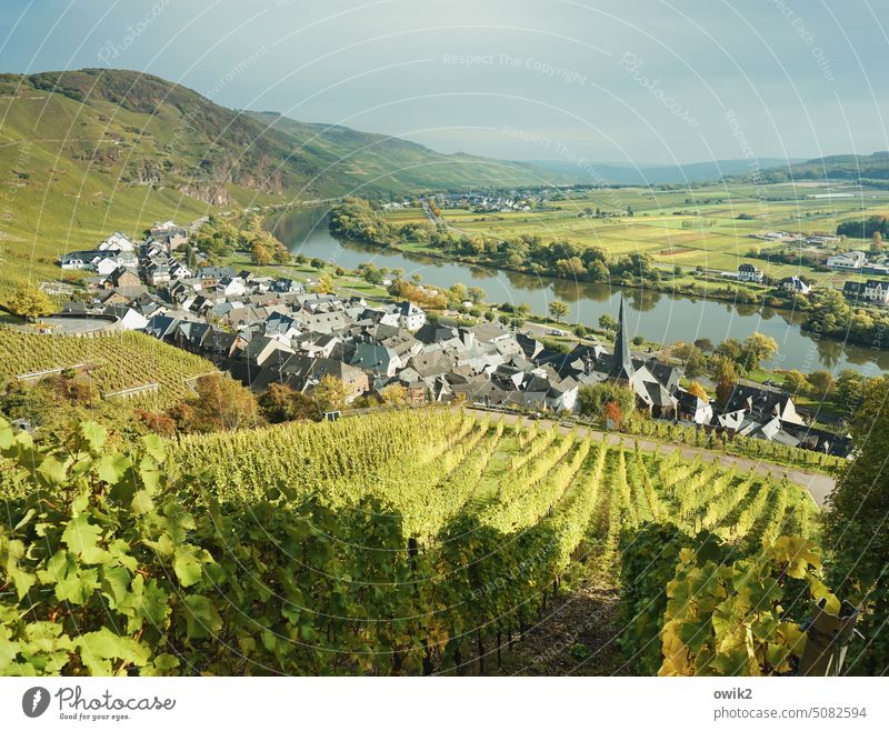 Moselle valley Mosel (wine-growing area) vineyards Wine growing Idyll Landscape Rhineland-Palatinate Nature River bank trees Peaceful tranquillity Sunlight
