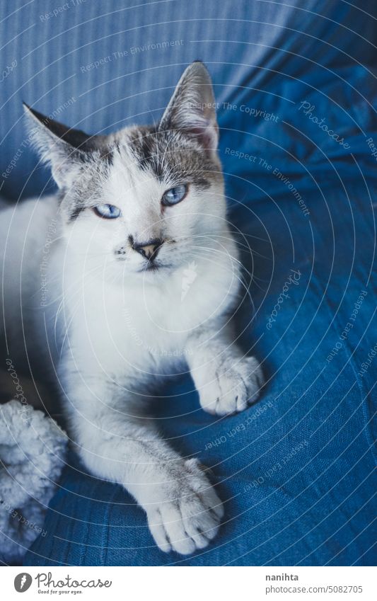 Beautiful portrait of a white cat with blue eyes against blue background indigo lovely kitty kitten domestic animal pet soft funny adorable cute mammal cold