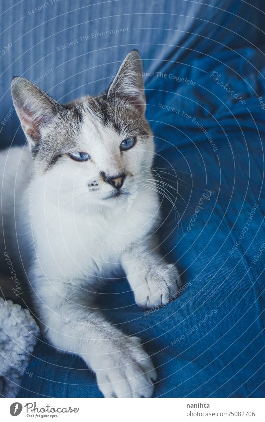 Beautiful portrait of a white cat with blue eyes against blue background indigo lovely kitty kitten domestic animal pet soft funny adorable cute mammal cold
