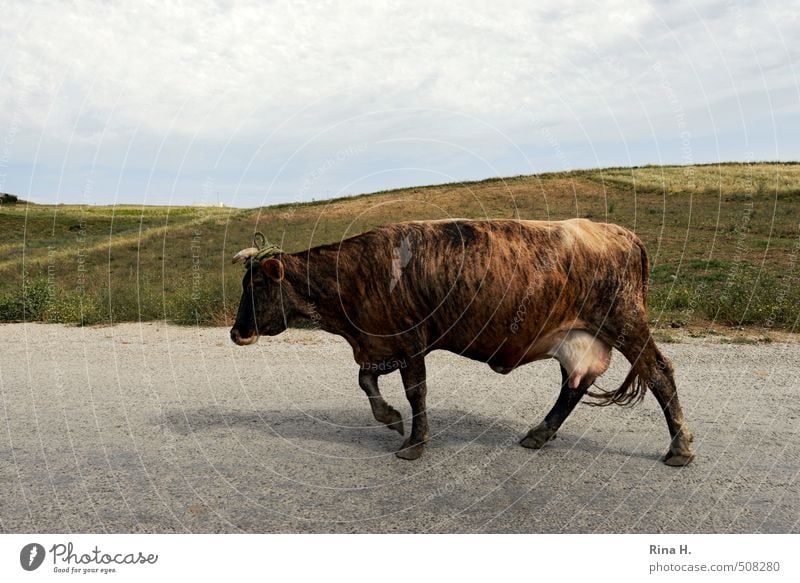TigerCow Nature Landscape Sky Horizon Meadow Hill Street Animal Farm animal 1 Going Brown Serene Colour photo Exterior shot Deserted Copy Space top