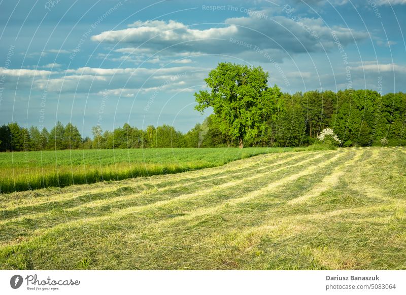 Mowed green meadow in the picturesque eastern Poland grass nature summer rural field agriculture farm landscape season farming mowing hay countryside tree