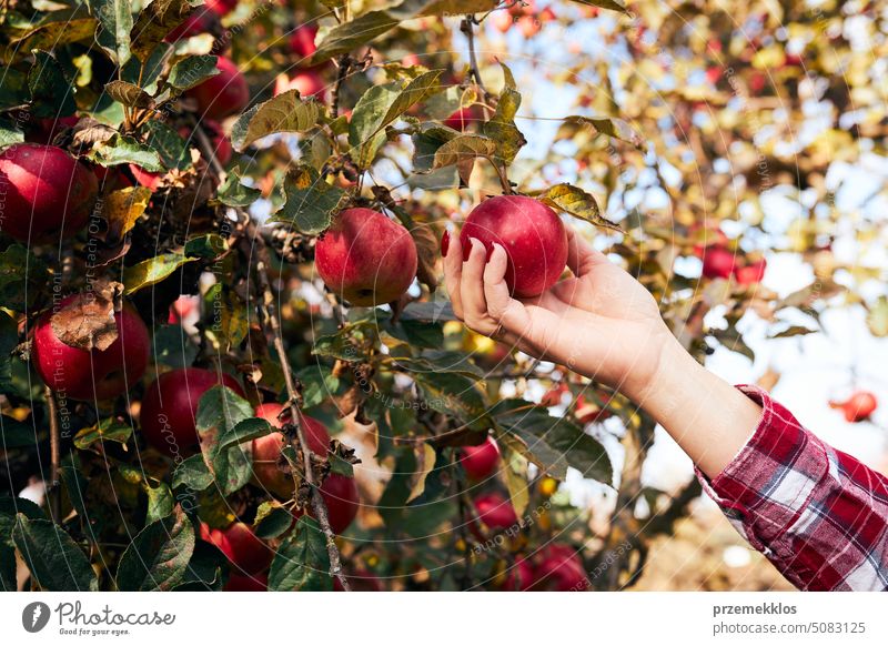 Woman picking ripe apples on farm. Farmer grabbing apples from tree in orchard. Fresh healthy fruits ready to pick on fall season. Harvest time in countryside