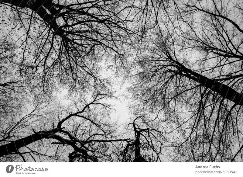 Bäume in Schwarzweiß bäume äste winter schwarz-weiß winterwald tristesse bedrohlich kalt leer dezember november