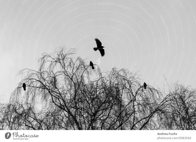 Birds on winter tree Winter Gloomy Black & white photo birds Tree colourless Crow Nature raven Sky