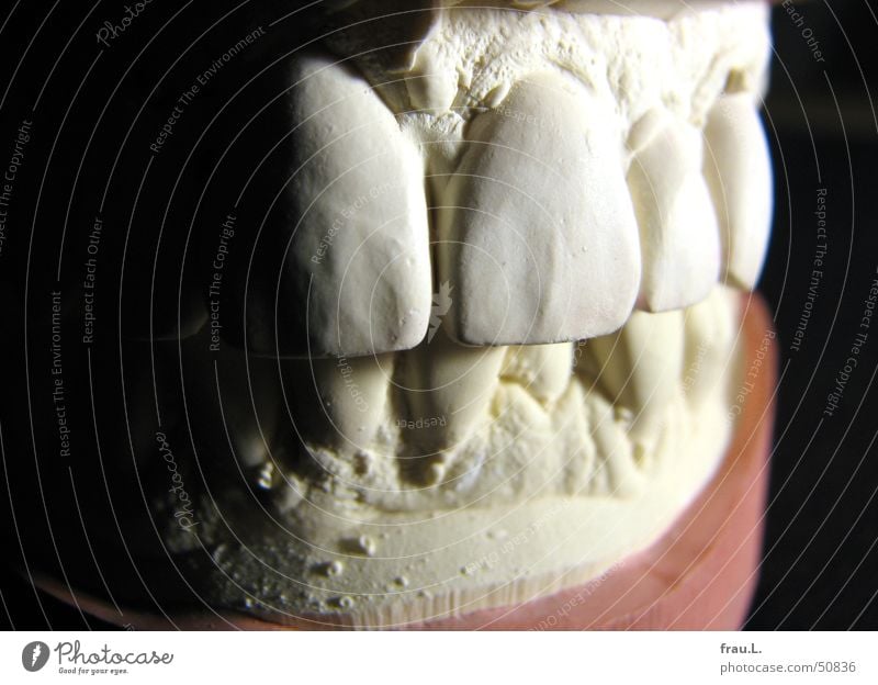 Sometimes I want to bite. Trenchant Dental impression Healthy Human being Gypsum Teeth Dental implant Macro (Extreme close-up) Incisor