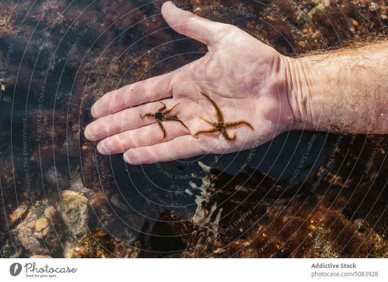 Man showing caught brittle star on hand man marine fauna demonstrate catch serpent ophiuroid water sea nature specie ocean shallow aqua ecosystem naturalism