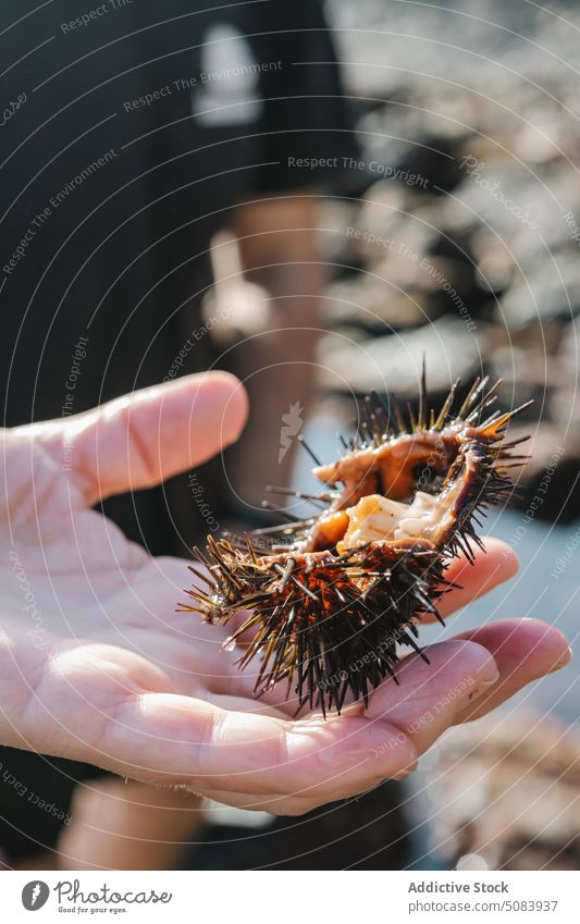 Person showing cut sea urchin fisher catch seashore ocean seacoast man fauna demonstrate palm net fishing fisherman seaside ecosystem collect environment nature