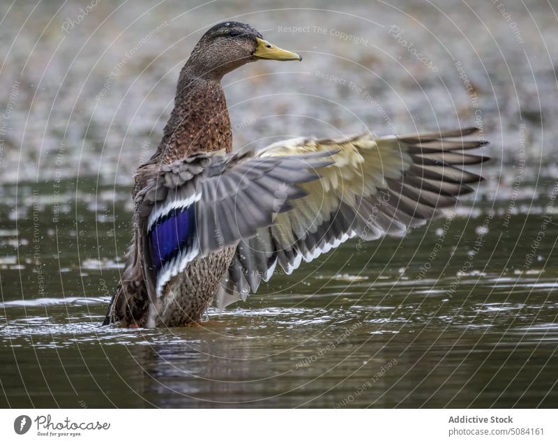 Duck floating on lake water duck bird wild nature wing river specie fauna feather waterfowl wildlife habitat mexican duck environment plumage avian ornithology