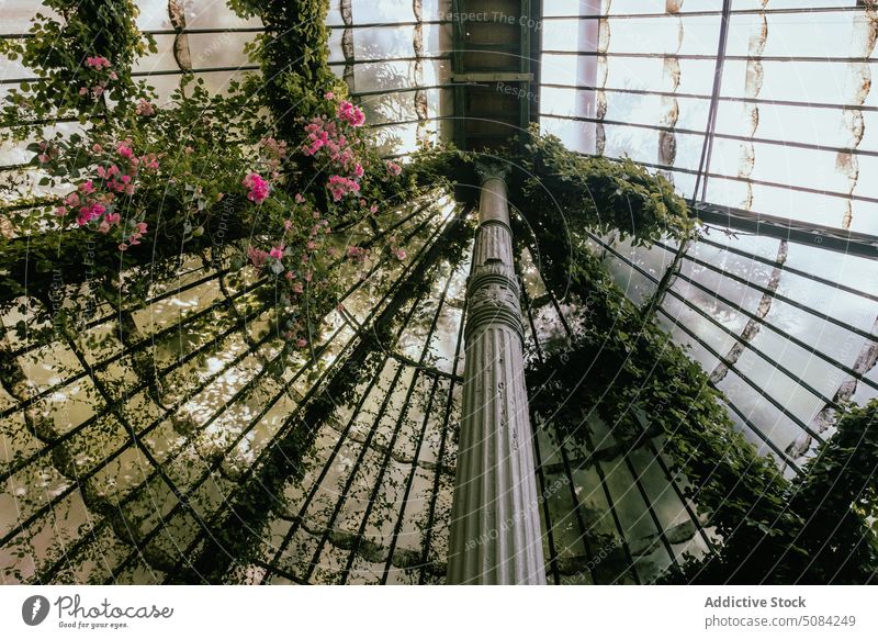 Glass orangery roof with vines flower plant bloom glass foliage green pillar greenhouse ceiling building daytime flora construction vegetate growth fresh leaf