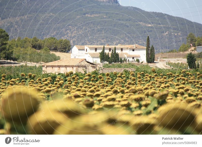 Spanish sunflowers Landscape Agriculture Spain Rural Sunflower field Outdoors Summer