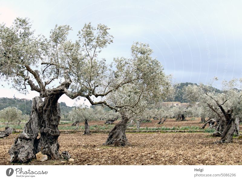 ancient and gnarled - ancient olive trees in an olive grove on Mallorca Tree Olive tree Olive grove Landscape Nature Mediterranean Majorca Old Bizarre Ground