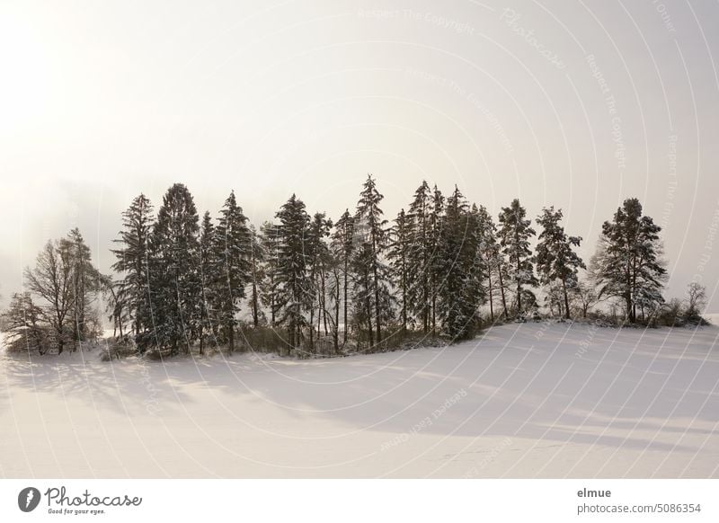 snowy landscape with a row of conifers / winter Winter Climate Snow chill Coniferous trees Tree Row of trees Conifer row Frost Weather White Winter's day