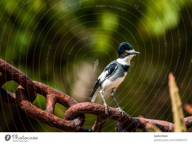 what are you forn funny bird Wildlife Animal Animal portrait Bird feathers Africa Namibia Exterior shot Colour photo especially Exceptional Fantastic
