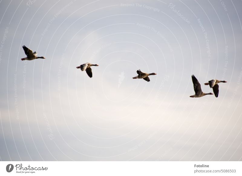 But the wild geese don't beat their wings quite so synchronously. They'll probably have to practice that again. Goose Bird Animal Exterior shot Colour photo Day