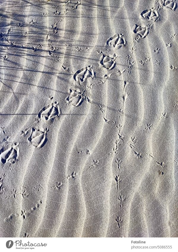 On the white sandy beach was really busy. The tracks of different feet crossed each other. A duck was here in any case. Sandy beach beach sand Beach Tracks