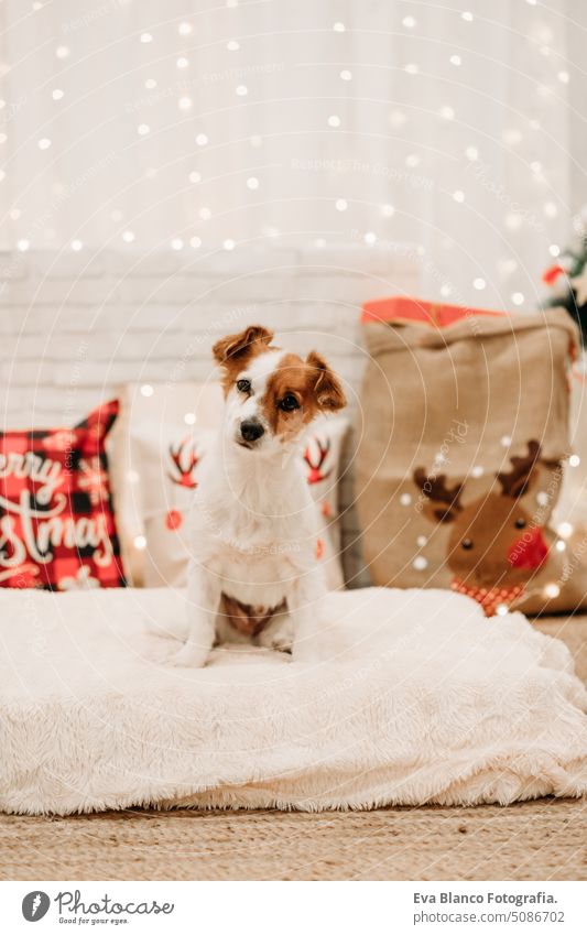 cute jack russell dog indoor in front of christmas decoration at home comfortable year card pretty new purebred nobody claus tree santa gift white beautiful