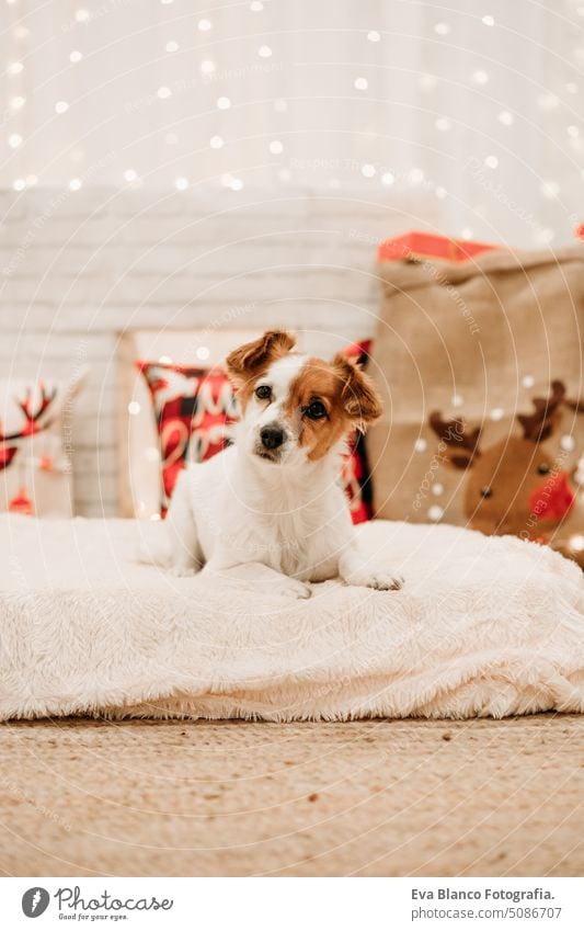lovely jack russell dog indoor in front of christmas decoration at home cute comfortable year card pretty new purebred nobody claus tree santa gift white