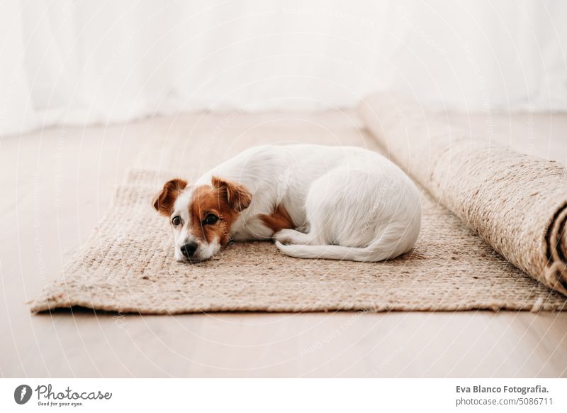 cute jack russell dog lying on carpet in new home real estate rug window resting small beautiful daytime indoor intelligent decoration empty house rental moving