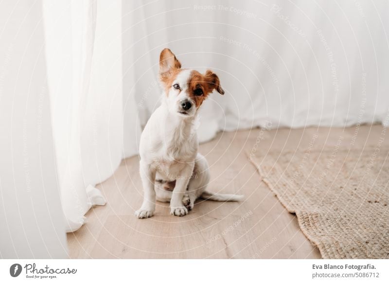 cute jack russell dog sitting by window in new home real estate rug resting lying small beautiful daytime indoor intelligent decoration empty house rental