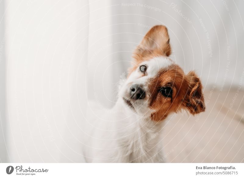 cute jack russell dog standing by window in new home real estate rug resting lying small beautiful daytime indoor intelligent decoration empty house rental