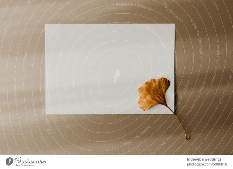 A white blank paper with a dried yellow Ginkgo Biloba leaf on beige background. Autumn card letter concept with shadow lines. Minimal concept, copy space.