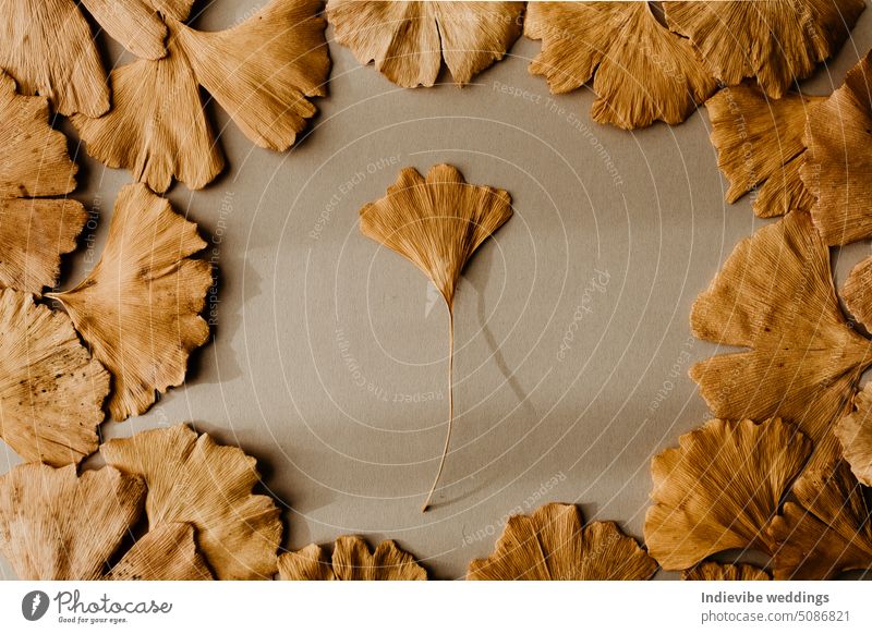 A Ginkgo Biloba leaf surrounded by several leaves. Yellow dried leaves on beige background. autumn yellow brown creative space flat lay fall ginkgo biloba