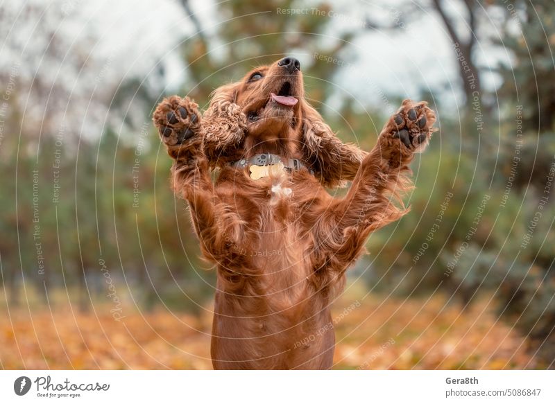 red spaniel jumped up and raised both paws up against the background of autumn leaves animal bred collar daylight delight dog dog walking enjoyment fall