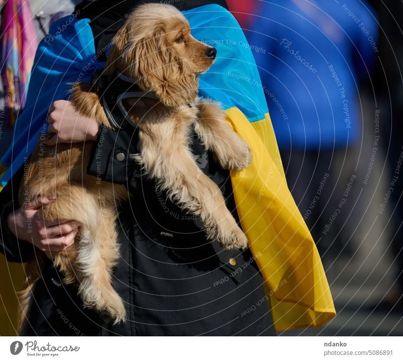 Woman holding a dog breed Cocker Spaniel in her arms on the street care concern flag ukraine woman friendship brown face together animal cute pet mammal nature