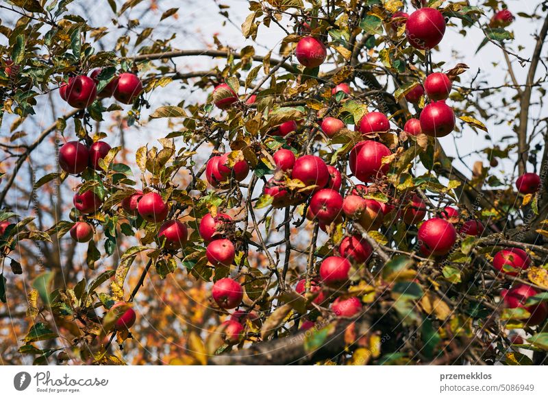 Apple tree with many ripe red juicy apples in orchard. Harvest time in countryside. Apple fresh healthy fruits ready to pick on fall season harvest crop growth