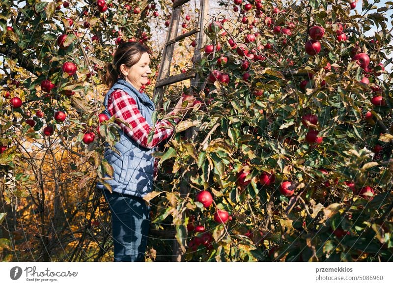 Woman picking ripe apples on farm. Farmer grabbing apples from tree in orchard. Fresh healthy fruits ready to pick on fall season. Harvest time in countryside