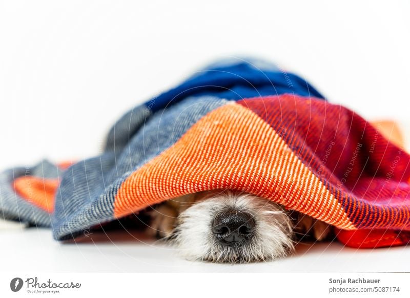 A small dog sleeps under a colorful blanket Dog Small Blanket Sleep dog's nose Close-up tired relaxing Pet Rest Comfortable Lifestyle Animal Bed Resting Dream