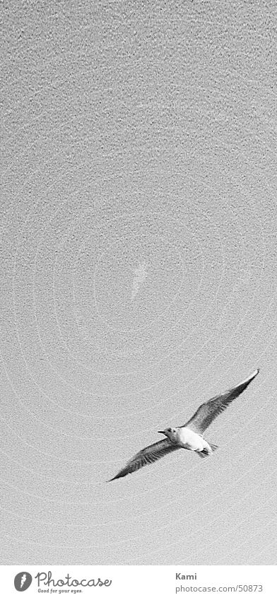 seagull approaching Hissing Seagull Black White Bird Flying Gull birds Sky Gray Black & white photo grey B/W Movement motion