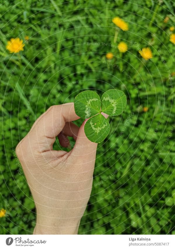 Clover leaf clover leaf Cloverleaf Plant Leaf Green Good luck charm Nature Colour photo Happy greenery green background Grass Grassland Summer Hand hand holding
