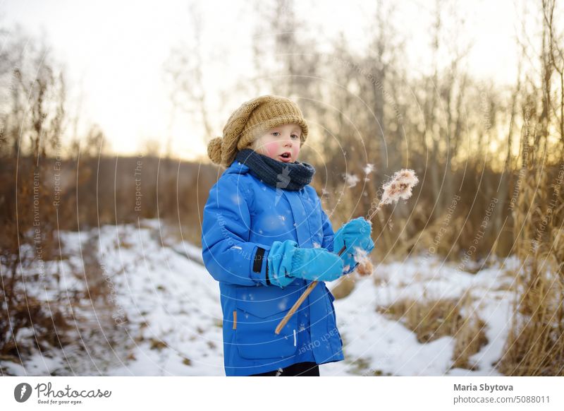 Cute preschool boy is hiking on a cold sunny winter sunset. Child having fun with dry reed plant. Kids outdoor games child explore nature play family lake
