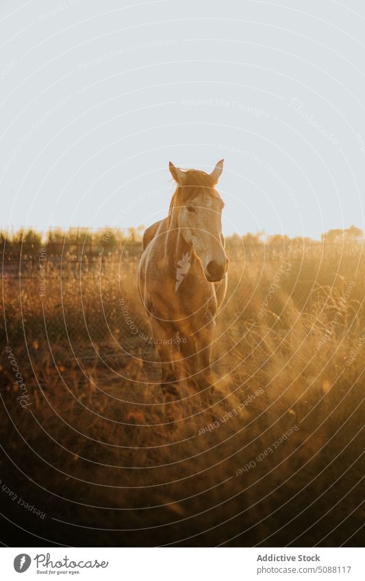 Horse standing in the field horse animal nature farm equestrian equine mammal meadow run active outside brown free freedom wild young grass pasture outdoors